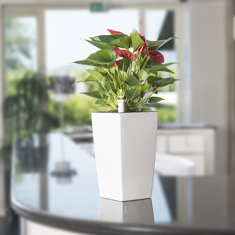 Verde in casa: tutti i benefici delle piante d’appartamento