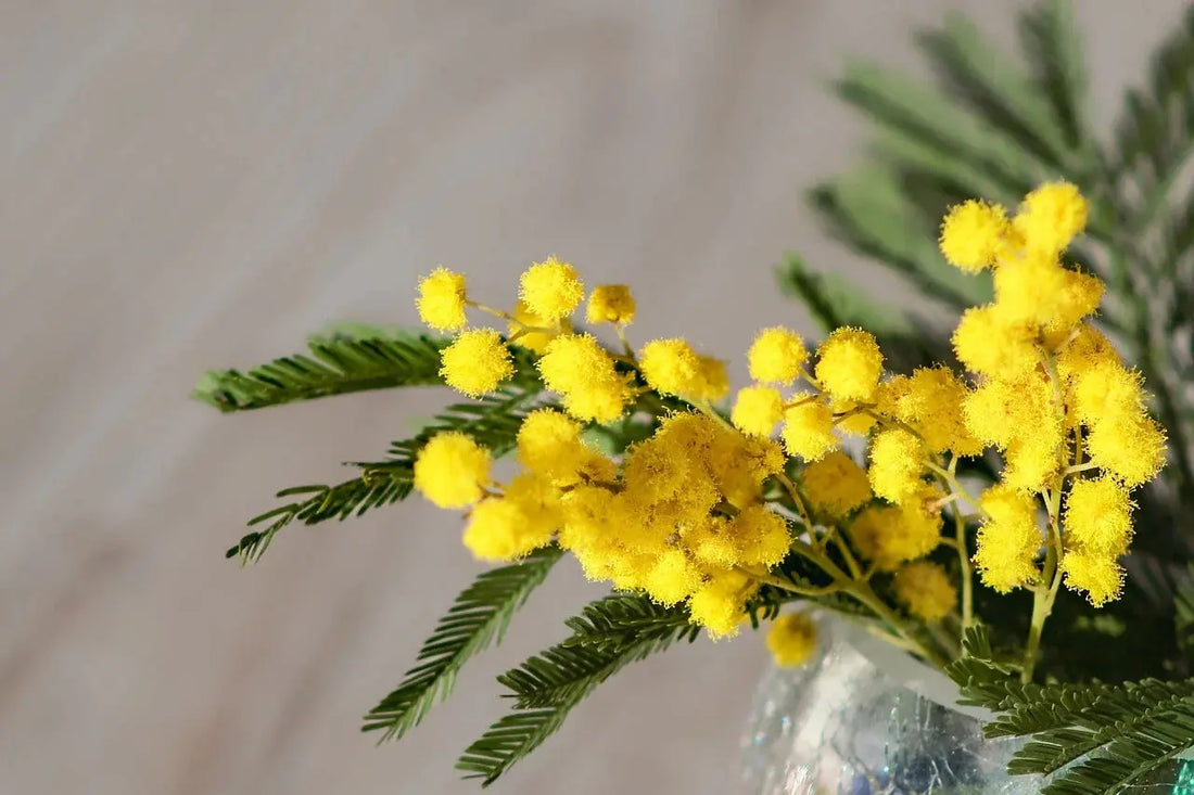 Festa della Donna 8 marzo: idee regalo green e sostenibili Planteon