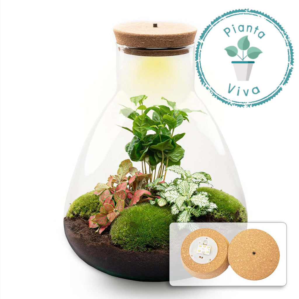 Kit Terrario Caffè