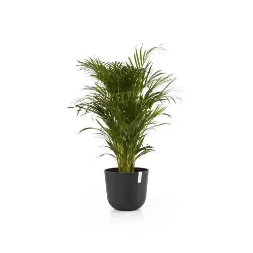 Vaso Oslo - Ecopots - Planteon