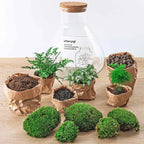 Kit Terrario Verde - Planteon