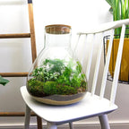 Kit Terrario Verde - Planteon