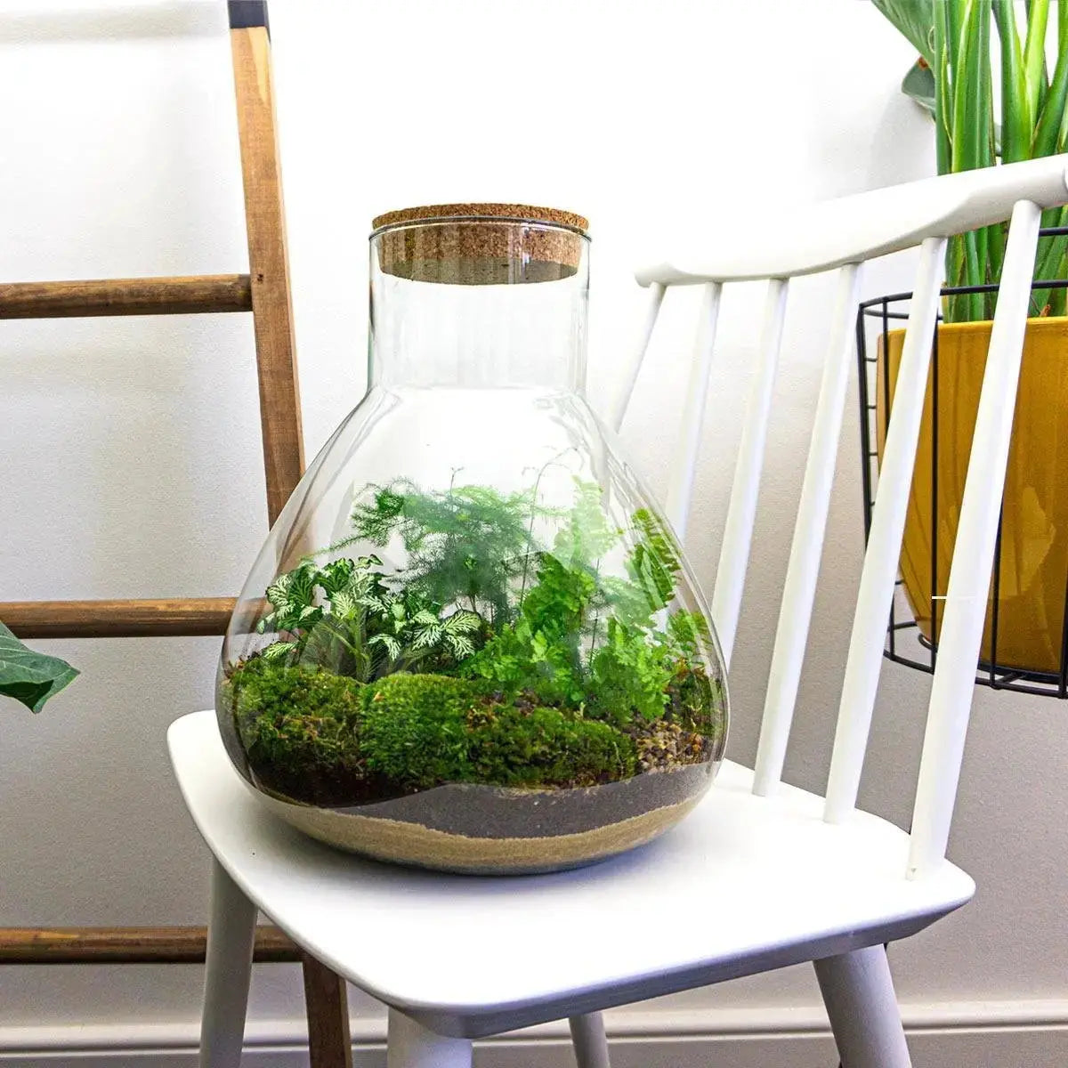 Kit Terrario Verde - Planteon