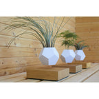 Vaso Levitante Magnetico - LYFE Planter - Quercia