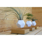 Vaso Levitante Magnetico - LYFE Planter - Quercia - Planteon