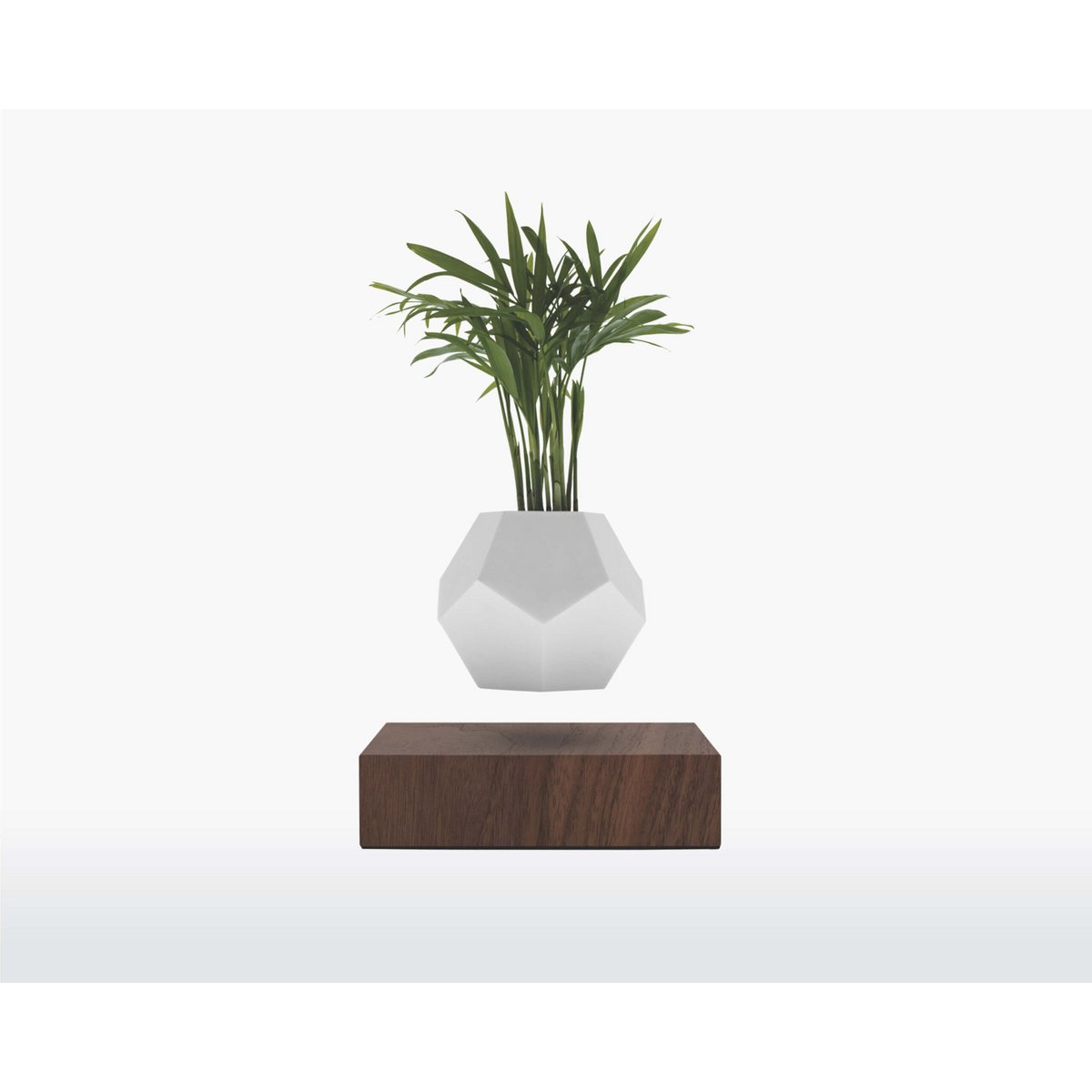 Vaso Levitante Magnetico - LYFE Planter - Quercia