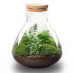 Kit Terrario Verde - Planteon