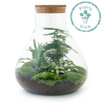 Kit Terrario Verde - Planteon
