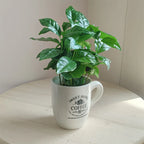 Caffe_2_2