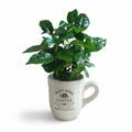 Caffe_3