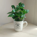 Caffe_3_3