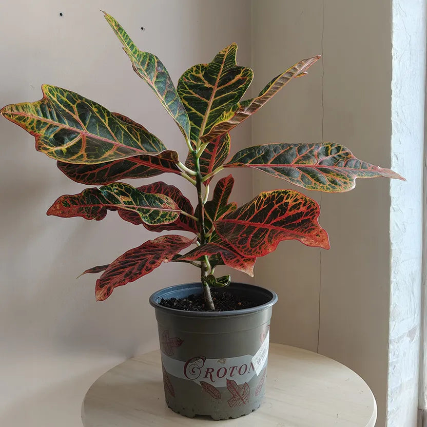 Croton_1_1