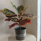 Croton_1_1