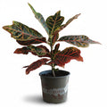 Croton_2
