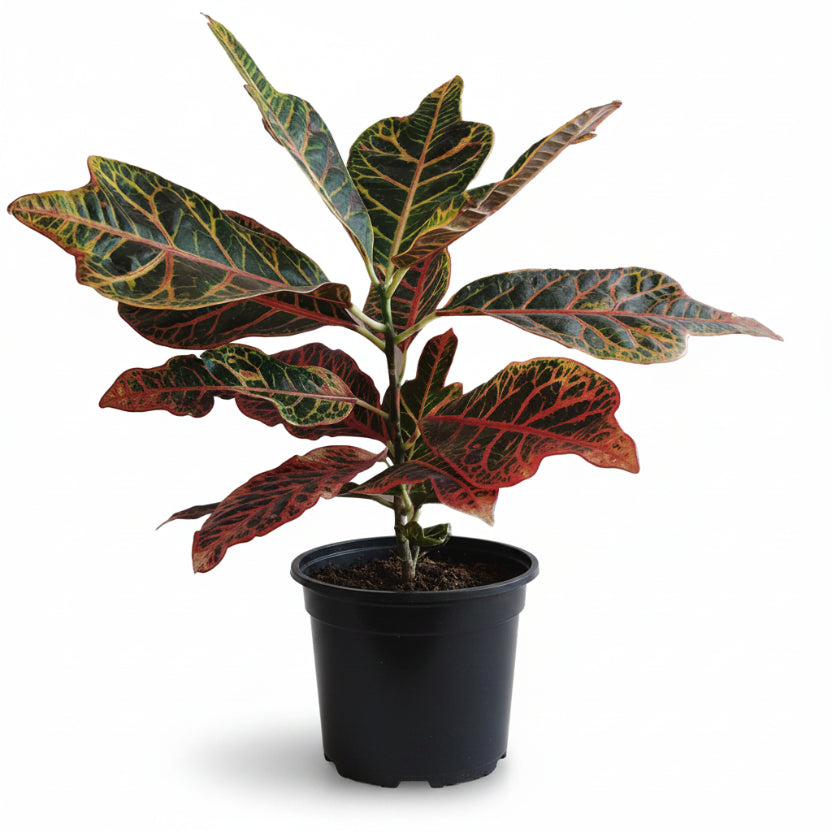 Croton_2