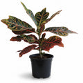 Croton_2