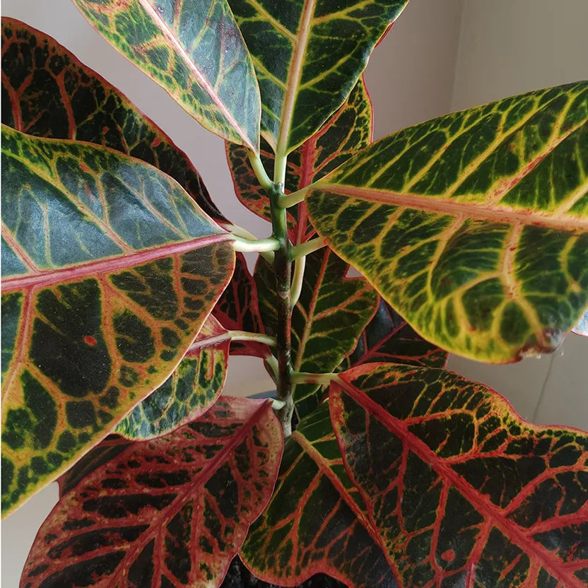 Croton_3_3