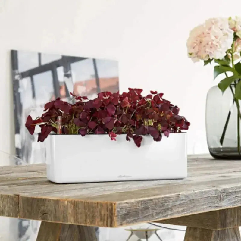 Cube Glossy Triple - Set completo - Lechuza - Planteon