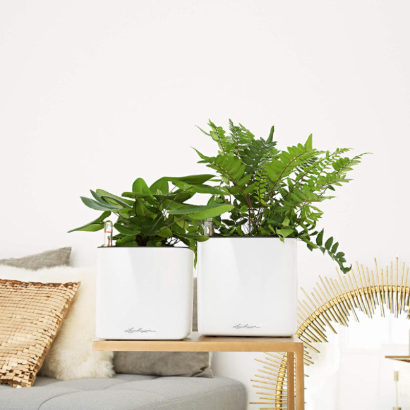 Lechuza Cube Glossy 16