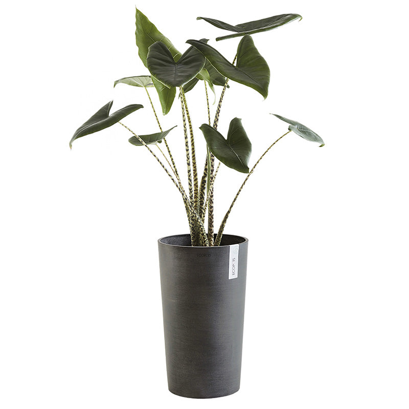 Vaso Amsterdam High 50 - Ecopots