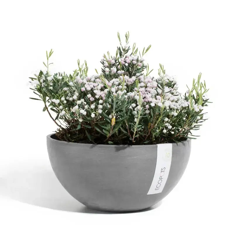 Ciotola Brussels - Ecopots - Planteon