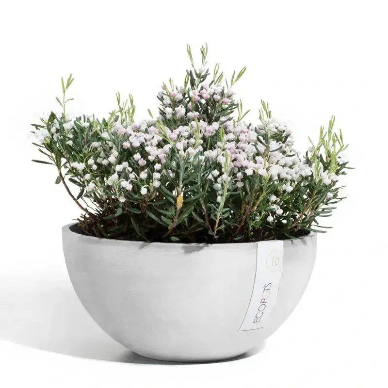 Ciotola Brussels - Ecopots - Planteon