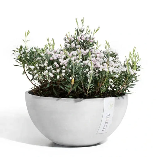 Ciotola Brussels - Ecopots - Planteon