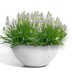 Ciotola Brussels - Ecopots - Planteon