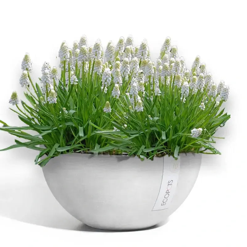 Ciotola Brussels - Ecopots - Planteon