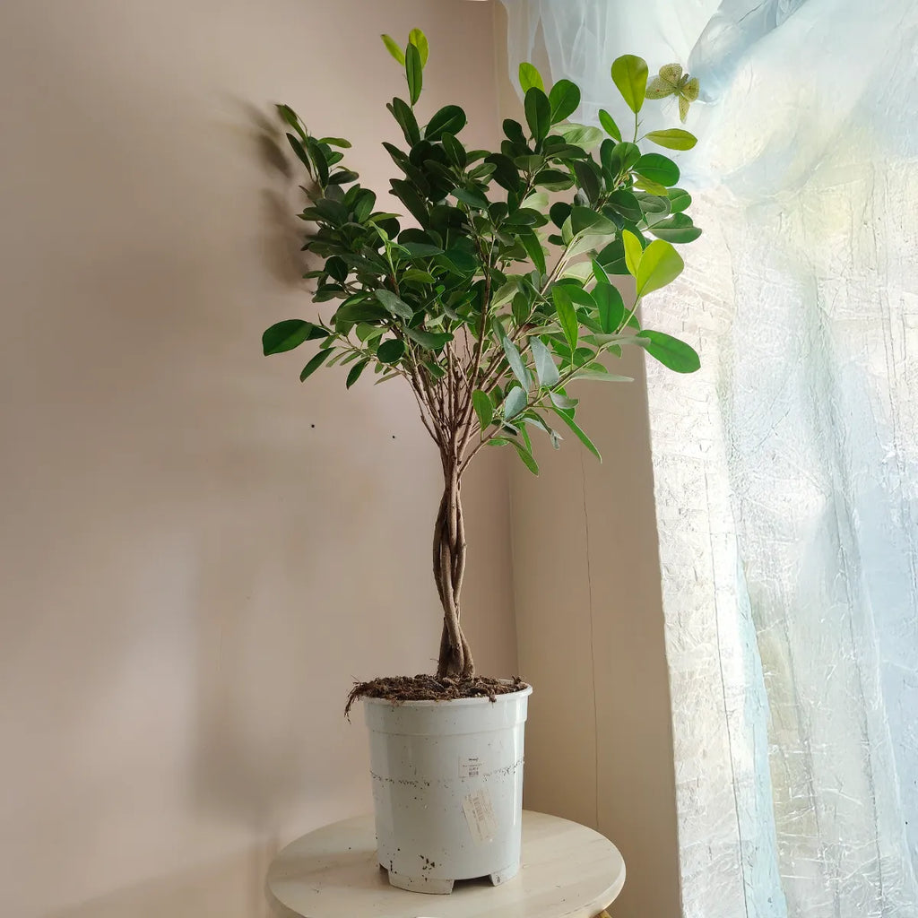 Ficus_2
