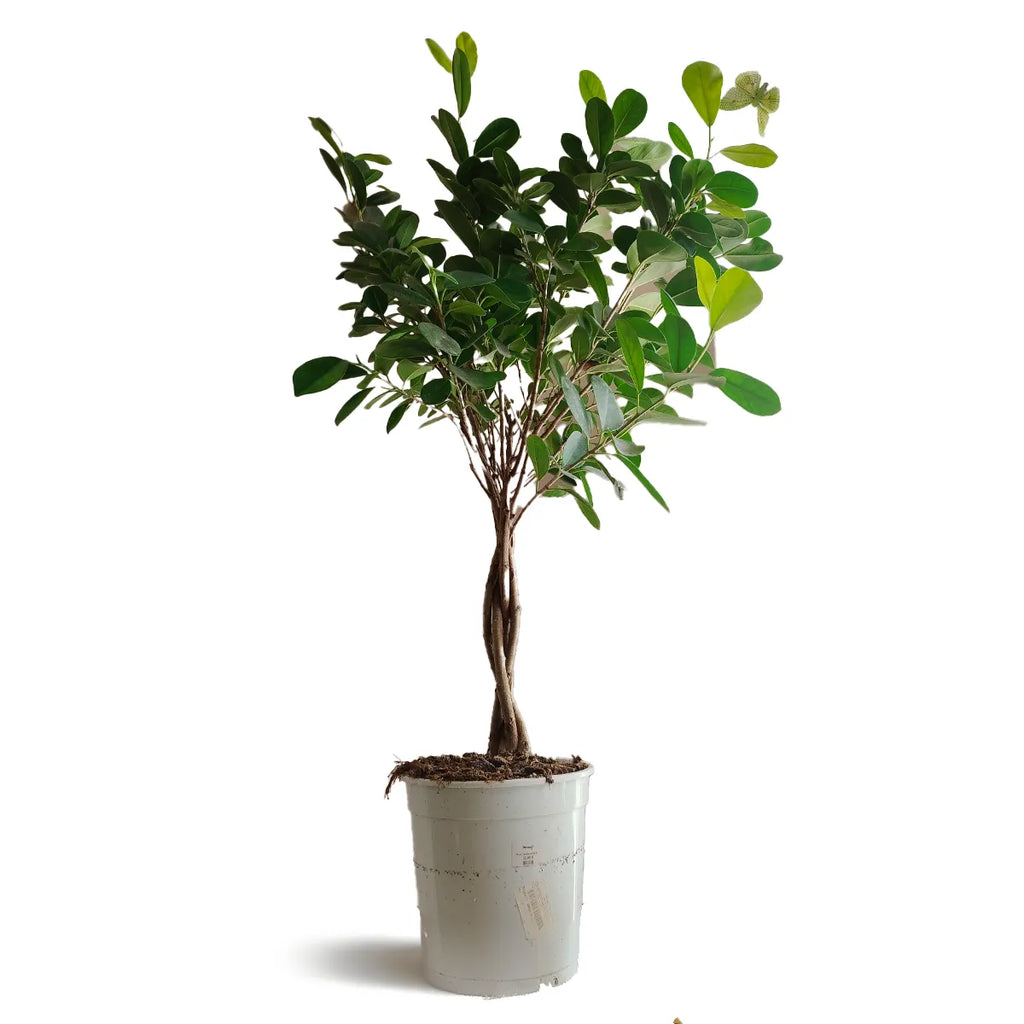 Ficus_3