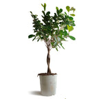 Ficus_3