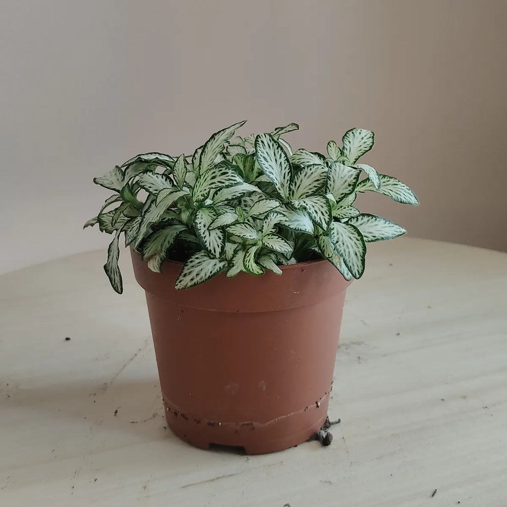 Fittonia_1