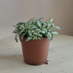 Fittonia_1
