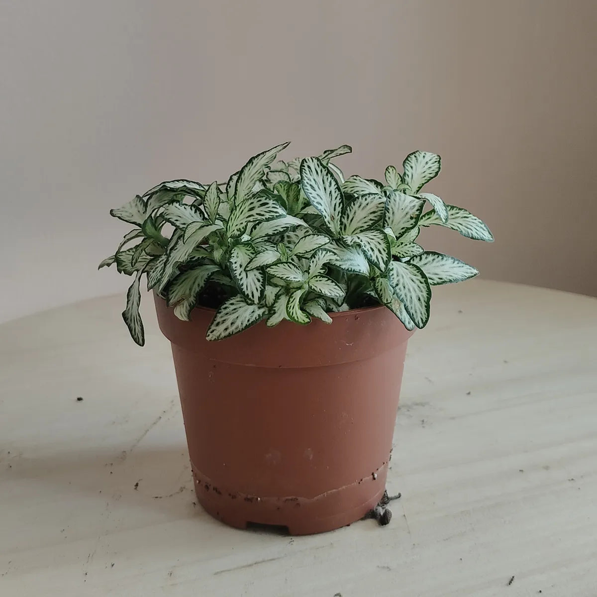 Fittonia_1