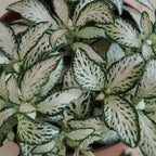 Fittonia_3