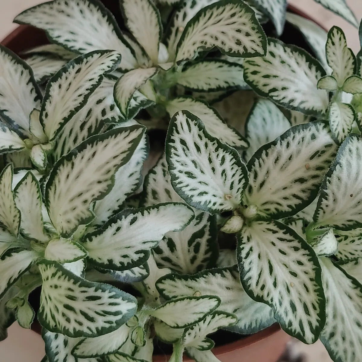 Fittonia_3
