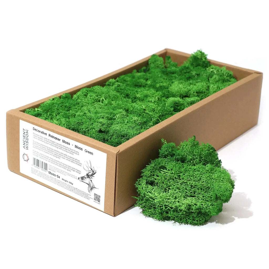 Muschio Stabilizzato Reindeer Moss