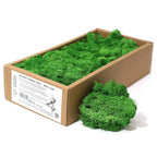 Muschio Stabilizzato Reindeer Moss