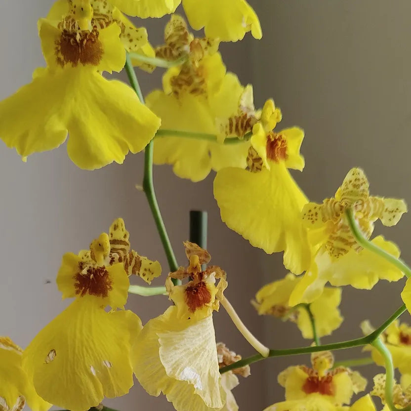 Oncidium_1