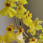 Oncidium_1
