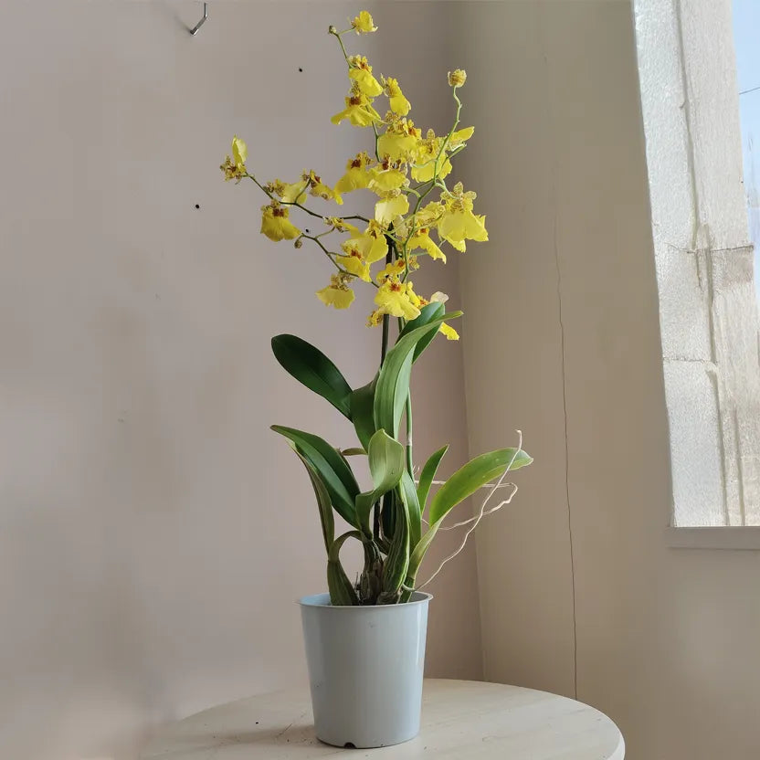 Oncidium_2