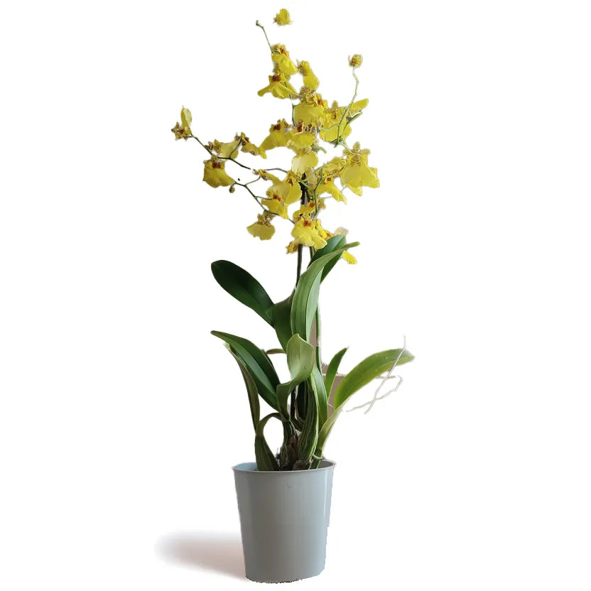 Oncidium_3