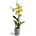Oncidium_3