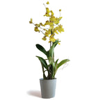Oncidium_3