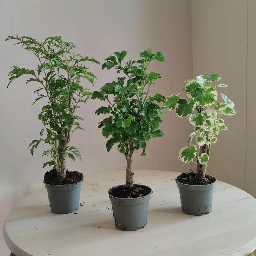 Polyscias_1