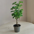 Polyscias_3