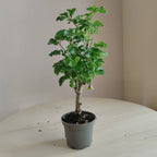 Polyscias_3