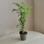 Polyscias_4