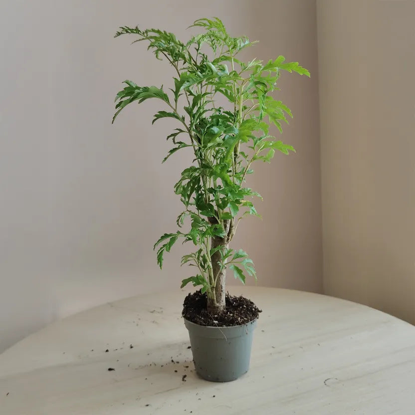Polyscias_4